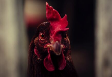 Hindari Kekalahan Bermain Sabung Ayam Online dengan Trik Ini