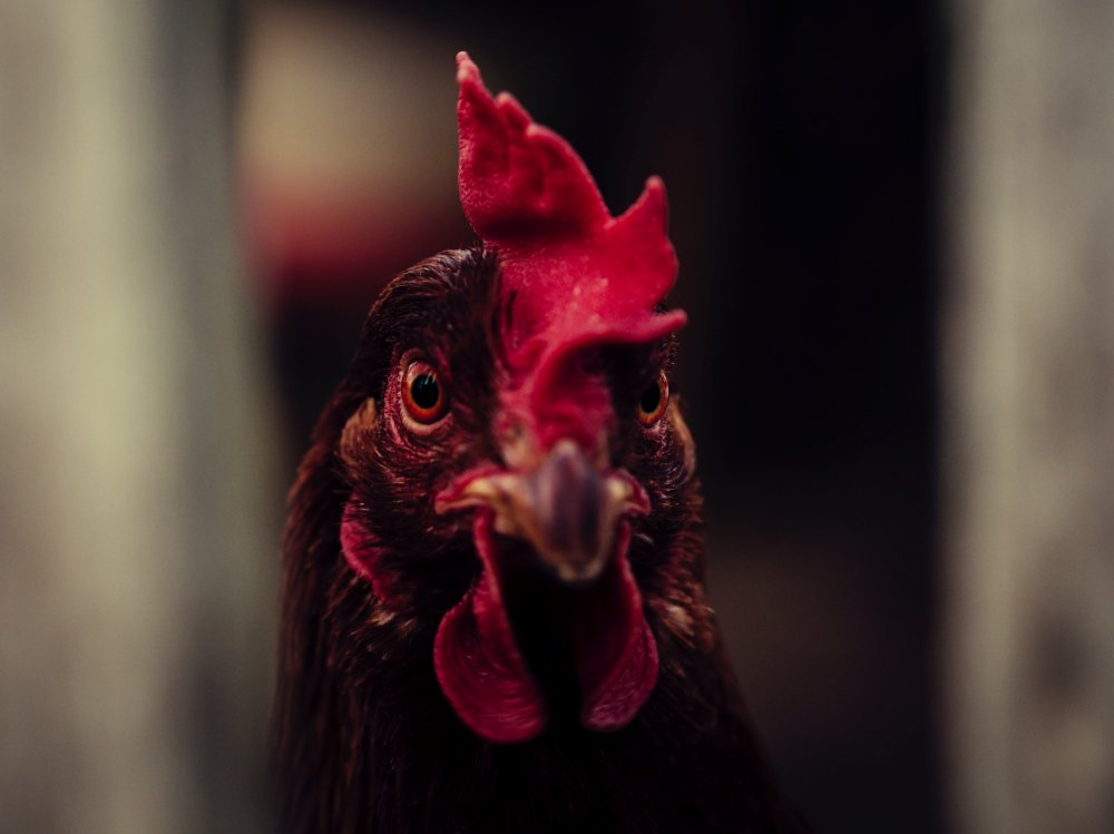 Hindari Kekalahan Bermain Sabung Ayam Online dengan Trik Ini